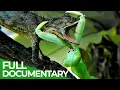 Download Lagu Praying Mantises - Deadly Killers of the Insect World | Free Documentary Nature