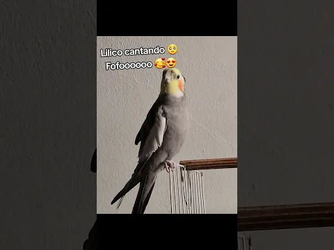 Mais é lindo esse Lilico de Mamãe 🥰
