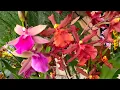 Download Lagu новый завоз орхидей ГЛАЗА РАЗБЕГАЮТСЯ хомяк в ШОКЕ от этих орхидей