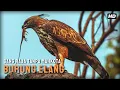 Download Lagu Burung Elang - Sang Raja Langit Tanpa Mahkota
