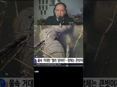 북한강 상류서 무더기로 발견 이게 뭐야 거대 외래종 정체 뉴스딱 SBS 모닝와이드