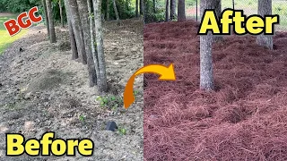 Pine Straw Hack increases property value quickly with Pine Straw Dye