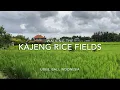 Download Lagu Kajeng Rice Fields, Ubud: Walking to Appreciate The Beauty of Bali, Indonesia (Feb 14, 2023)