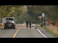Download Lagu Multi-car collision in Hamilton sends seven people to hospital