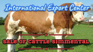 Bulls are Simmental Bulls for fattening Cattle IEC Farm