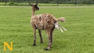 Rare and Beautiful: The Alpaca Birth You Have to See