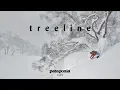 Download Lagu Treeline: The Secret Life of Trees | Patagonia Films