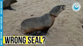Suffocating Cling Wrap Trapped This Seal!