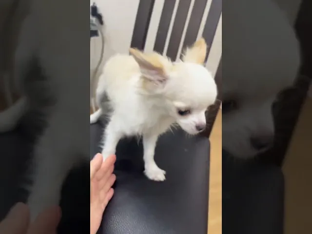 動画