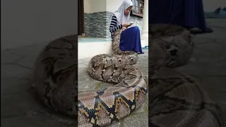 أعرف ناس تخاف من الصرصور ثعبان حنش Snick  أعرف ناس تخاف من الصرصور ثعبان حنش Snick