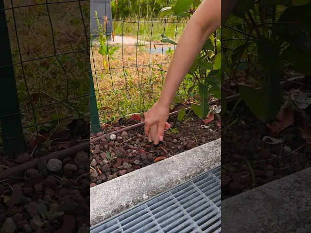 Minimal Tribe: Tiny Zen Sculptures Garden & Desk video thumbnail