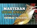 Download Lagu MASTERAN CUCAK JENGGOT mbeset Ngepik Nembak panjang bagus buat PANCINGAN dan masteran burung lomba