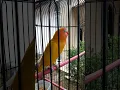 Download Lagu Lovebird Ngekek Panjang Sambil Mangap Dijamin Cocok buat Masteran