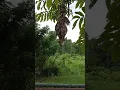 sarang burung cuit di kilang kasim