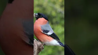 صوت عصفور Lovememesarabic Mitwah Arabictiktok8605 