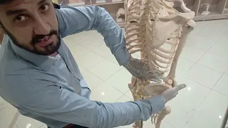 lumbar spine manual therapy techniques palpation techniques landmark dr dileep kumar