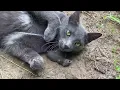 A Barn Cats Natural Instincts Defend Our Farm