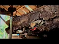 Download Lagu Behind the disgusting rotten wood, buried for decades, lies the beauty of the sawmill.