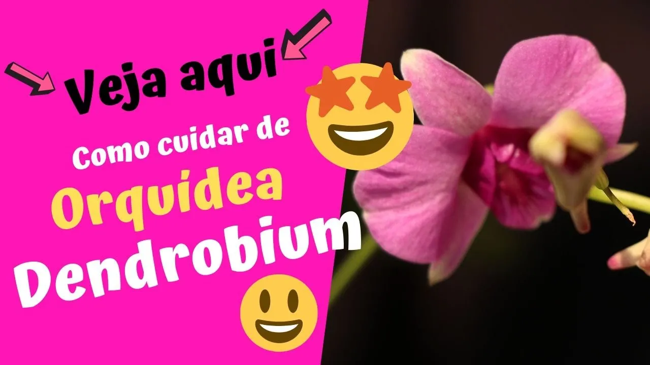 COMO CUIDAR DE ORQUÍDEAS DENDROBIUM APRENDA DE UMA VEZ POR TODAS