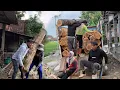 Lagu proses penebangan kayu jati di tengah pemukiman warga ini cukup sulit dan lama