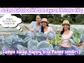 Download Lagu PERTAMA KALI KAK ANDINI PANEN SAYURAN SEUMUR HIDUPNYA || SAMPE KALAP HAPPY BISA PANEN SENDIRI 