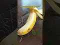 Download Lagu Pisang Cavendish kok tidak kuning? Mari kita cek #pisang #cavendish #tanaman #jualbibit