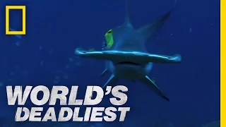 Hammerhead Sharks World s Deadliest