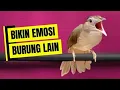 Lagu Pancingan kapas tembak macet bunyi ‼️Suara besetan dan ngebren panjang 
