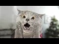Cat Left Home Alone - Aaron s Animals
