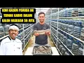 Download Lagu Rahasia Sukses Ternak Ikan Gabus dalam Galon, Modal Kecil Untung Besar!