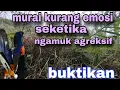 Pancingan murai batu ampuh cocok untuk pancingan murai batu stres malas bunyi#pancinganmuraibatu