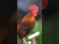 Download Lagu Amazing‼️Suara Ayam Jago Berkokok di Pagi Hari #shorts #animals
