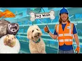 Explore a Pet Shop Handyman Hal works at Pet Supply Plus Learn about animals