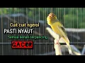 Download Lagu PASTI NYAUT ❗ kenari gacor panjang CUIT CUIT NGEROL ampuh buat pancingan kenari paud belajar bunyi
