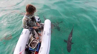 Ep.232 Doing the dishes with SHARKS