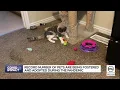 Utah Cats Dogs Up For Adoption Finding Homes At Record Rate