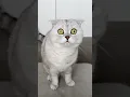 Download Lagu Is she a real predator?🐯 Watch this to the end! #cat #cats