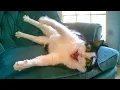Download Lagu Wanneer je de GEKSTE KAT op aarde hebt 😂 Grappige kattenvideo's 2025