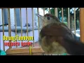 Download Lagu BURUNG PLAMBOYAN GACOR NGEBREN RAPAT NYERECET COCOK UNTUK PANCINGAN