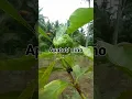 APATOT/NINO MEDICINAL PLANT#viral #trending #medicine #herbal #herbs