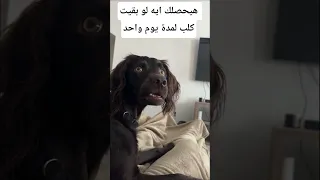 هيحصلك إيه لو بقيت كلب ليوم واحد معلومات اكسبلور Animals Facts معلومات غريبة Wildlife 