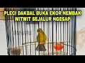 Download Lagu PLECI DAKBAL BUKA EKOR NEMBAK WITWIT SEJALUR