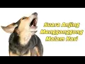 Suara Anjing Menggonggong, Anjing Liar Menyalak (Barking Dog)