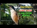 Lagu BURUNG CENDET GACOR  TOET-TOET SAMBUNG ISIAN 