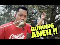 Lagu MIKAT BURUNG PRENJAK KEPALA MERAH SUARA ANEH ‼️