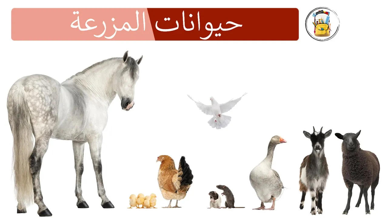 Les Animaux De La Ferme En Arabe جميع حيوانات المزرعة و اصواتها - صوت الحيوانات - اسماء الحيوانات