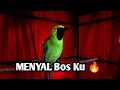 Download Lagu Tembakan Cucak Ijo Rasa Mesin Jahit..!!