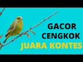 Download Lagu KENARI LOKAL GACOR CENGKOK MEWAH COCOK UNTUK MASTERAN KONTES
