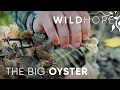 How oyster beds can rebuild New York harbor WILD HOPE