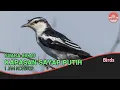 Download Lagu Suara burung Kapasan Sayap Putih, masteran burung kicau 1 Jam Nonstop.
